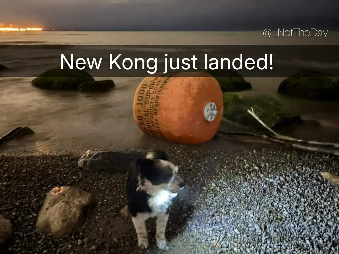 A black and white dog wearing a glowing collar stands on a pebbly beach at night, looking toward a large orange buoy that…