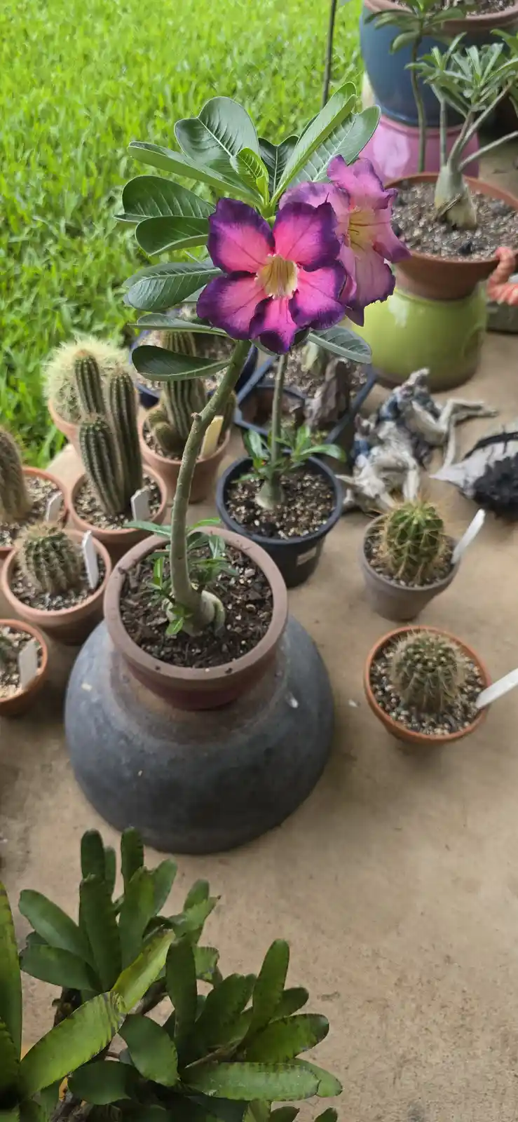 A vibrant purple and pink flowering plant in a terracotta pot sits prominently among numerous smaller potted cacti on a…