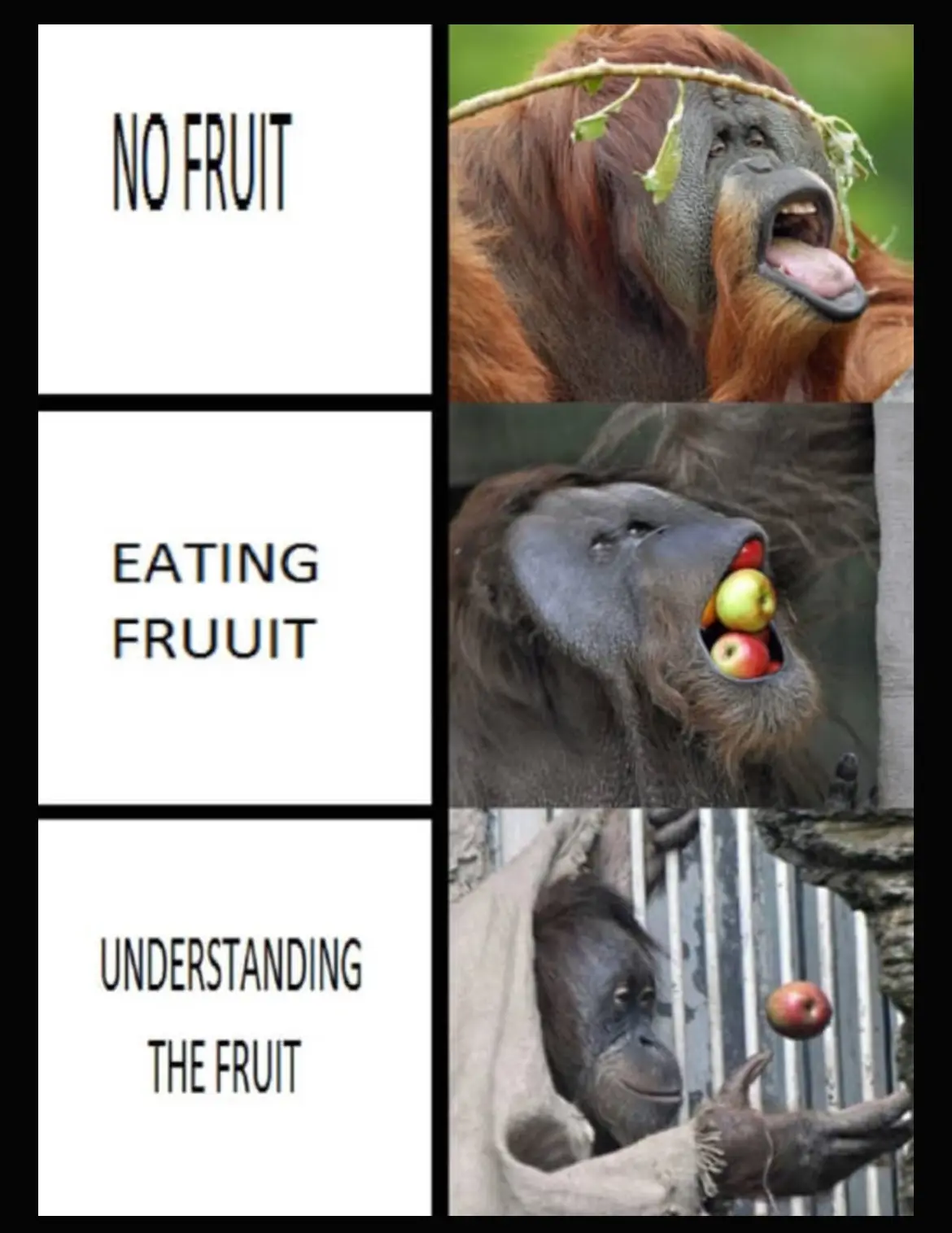 A four-panel meme featuring three different orangutans. Top panel shows an orangutan with a twig in its hair and mouth open…