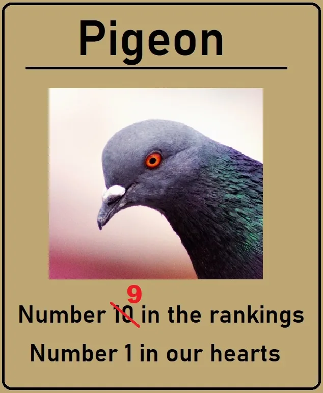 A close-up photo of a pigeon's head with iridescent feathers and an orange eye is framed like a ranking card. The card is…