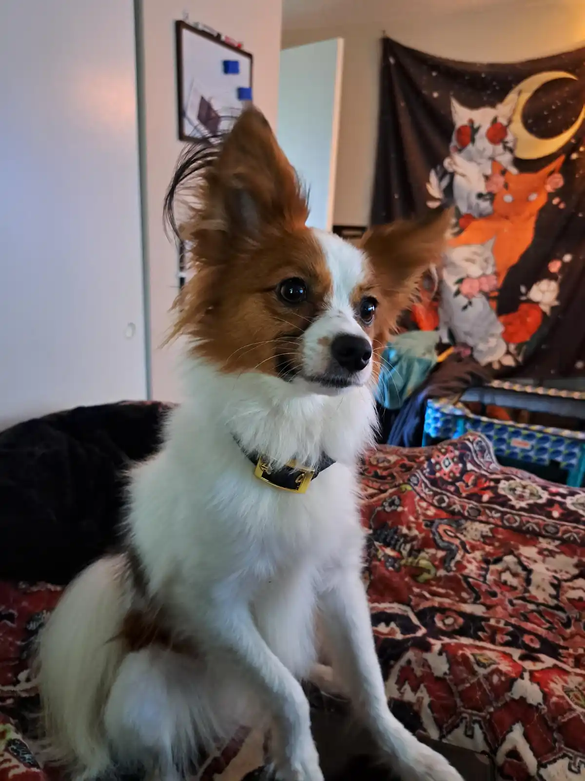 A small, fluffy brown and white dog with large, upright ears sits on a patterned rug, looking directly at the camera with an…