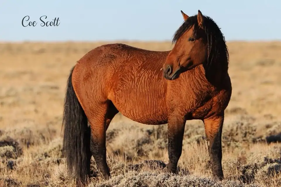 A brown horse with a dark mane and tail stands in a dry, grassy field under a clear blue sky. The horse's coat has a…