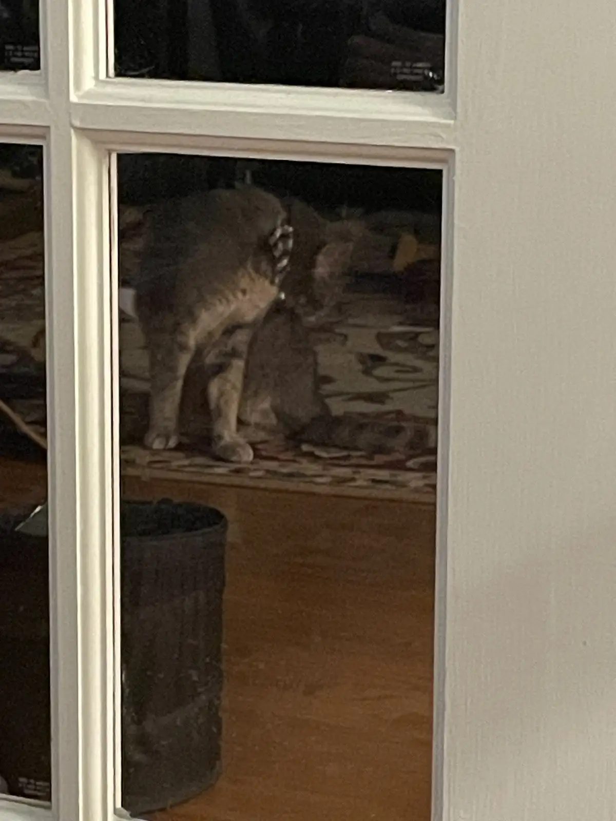 A tabby cat is seen through a window, standing over another cat that is lying down on a patterned rug. The standing cat…