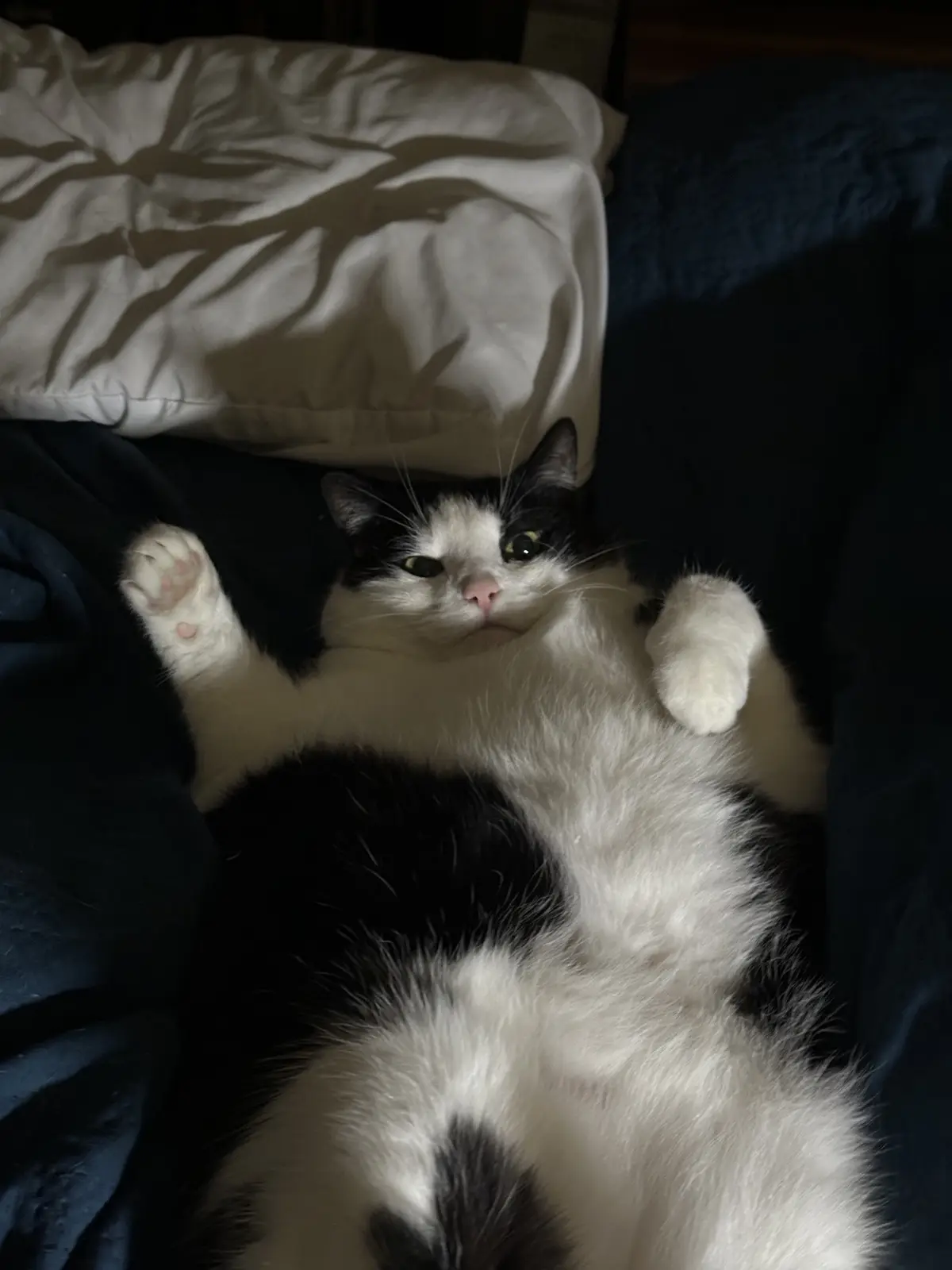 A black and white cat lies on its back on a dark blue blanket with paws up, looking directly at the camera with a relaxed…