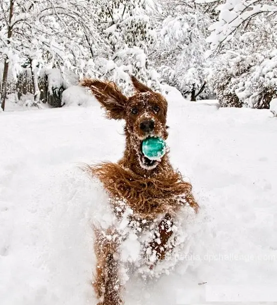 A brown, fluffy dog with snow on its fur and ears is emerging from a deep snowdrift, holding a bright green ball in its…