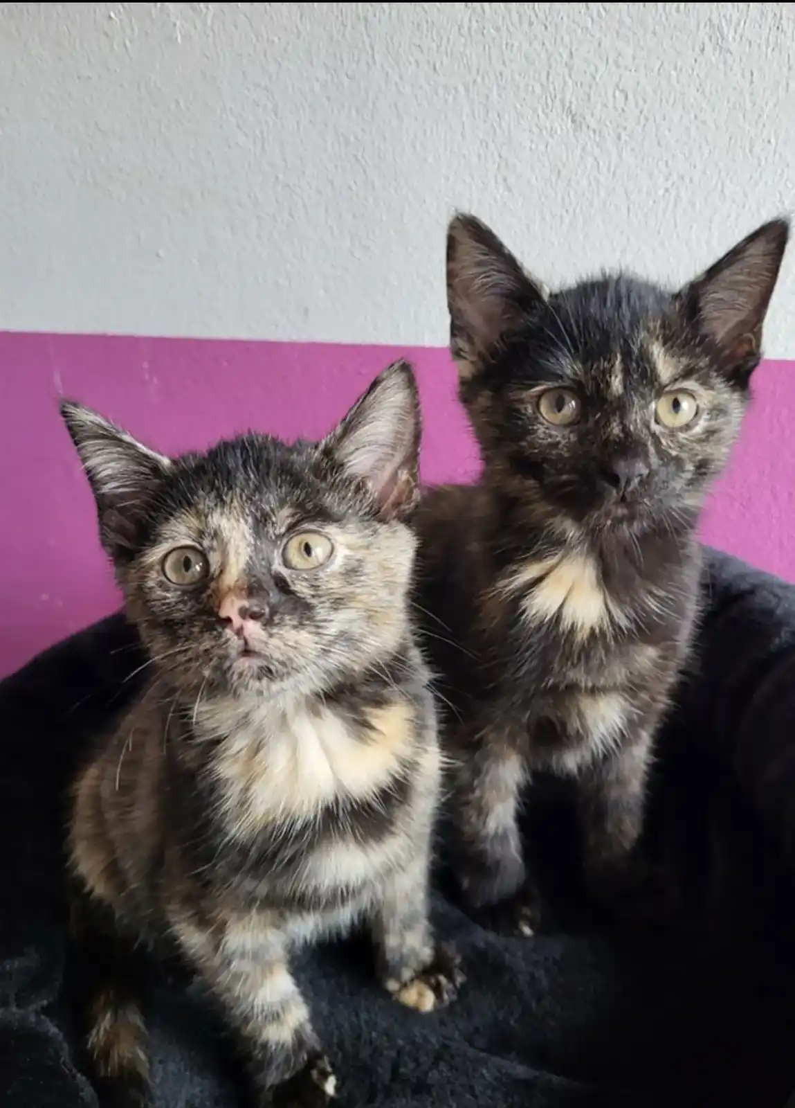 Two tortoiseshell kittens sit side-by-side on a black blanket against a wall painted half white and half pink. The kitten on…