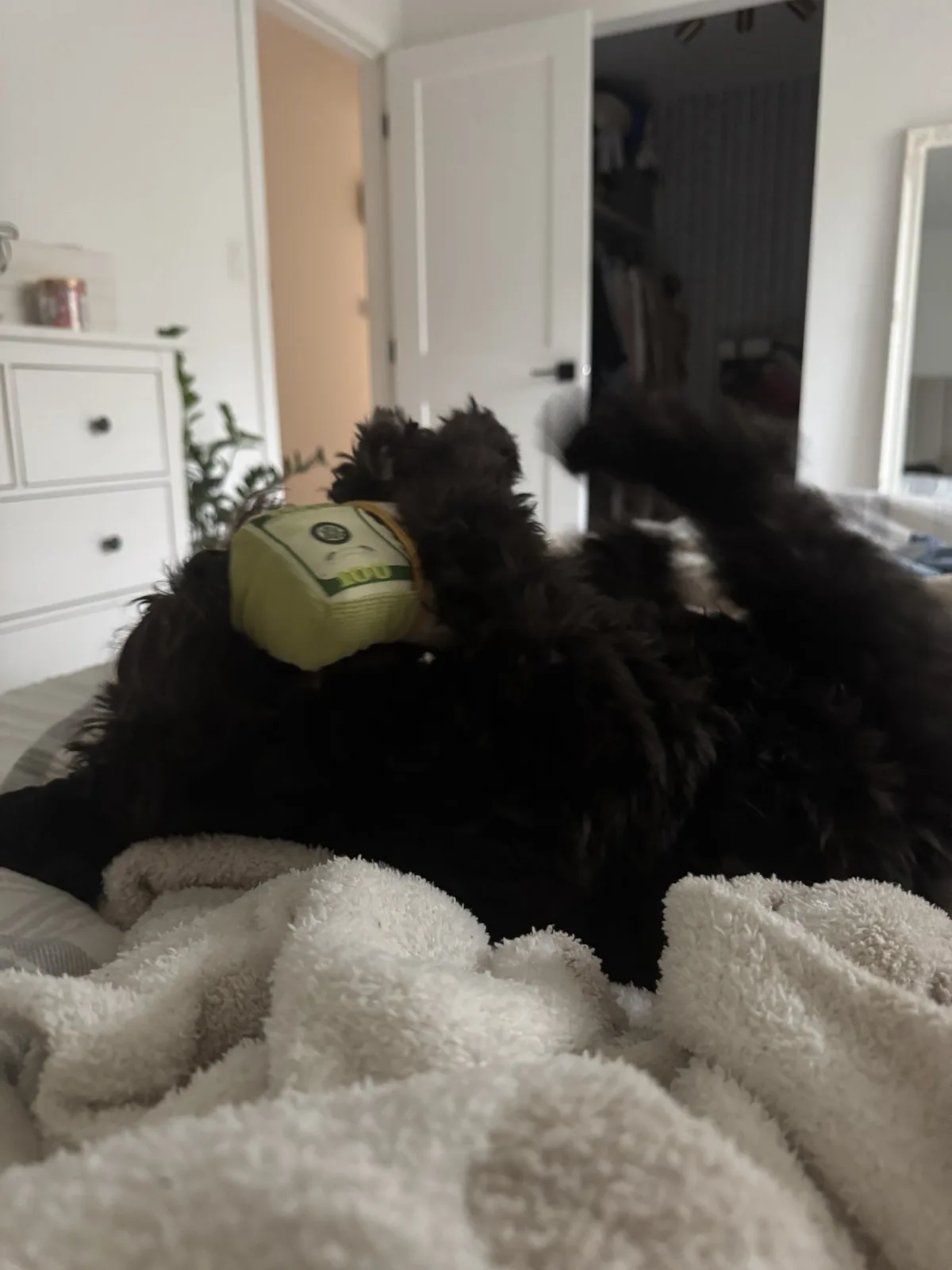 A fluffy black dog is lying on its back on a bed, playfully holding a green toy shaped like a $100 bill in its mouth. The…