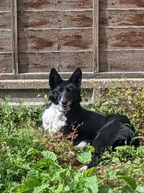 A black and white dog with a fluffy white chest and a silver tag on its collar is lying in green grass with small pink…
