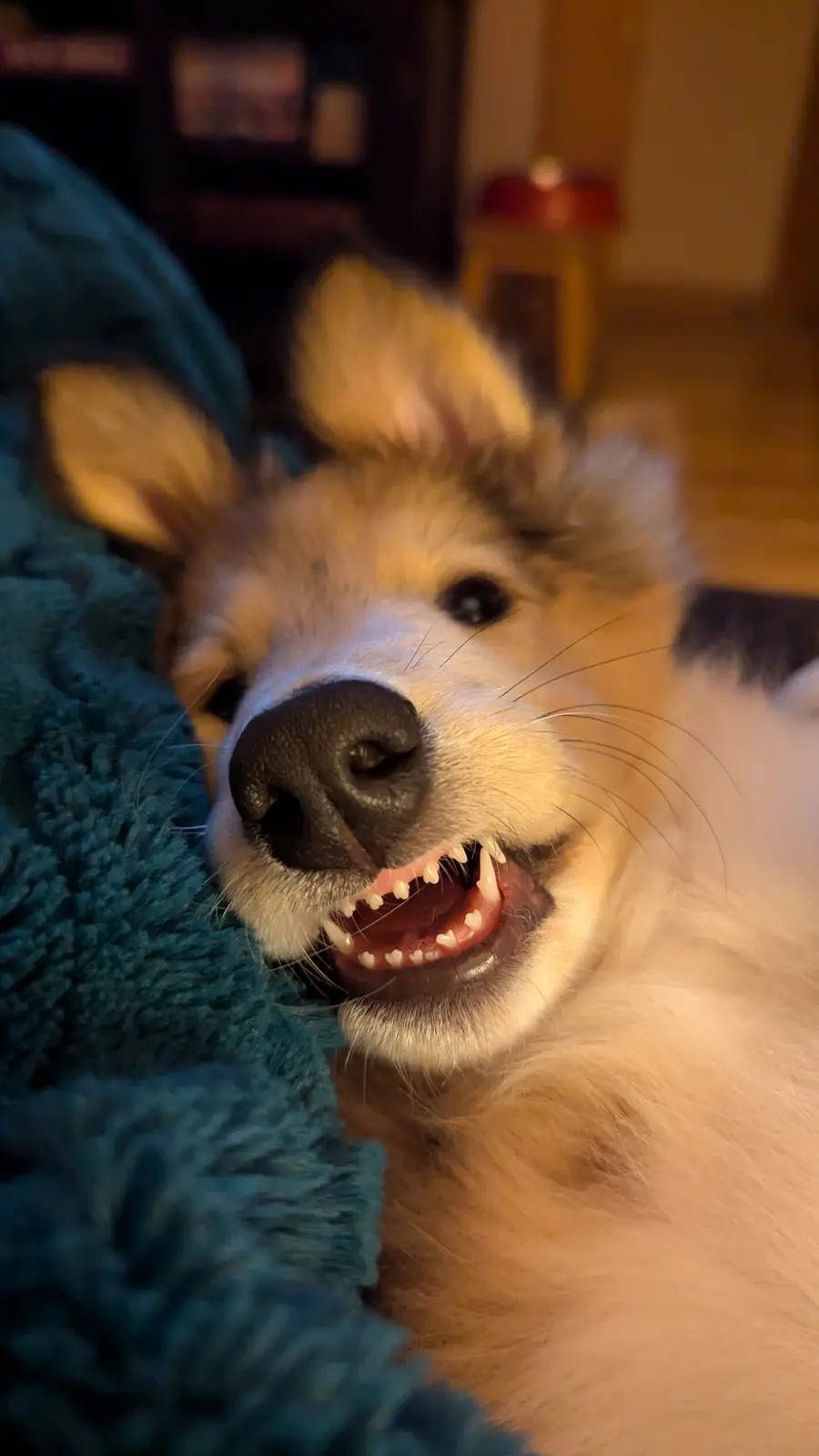 A close-up photo of a fluffy, light-colored dog with its mouth open, showing its teeth in a way that resembles a snarl or…