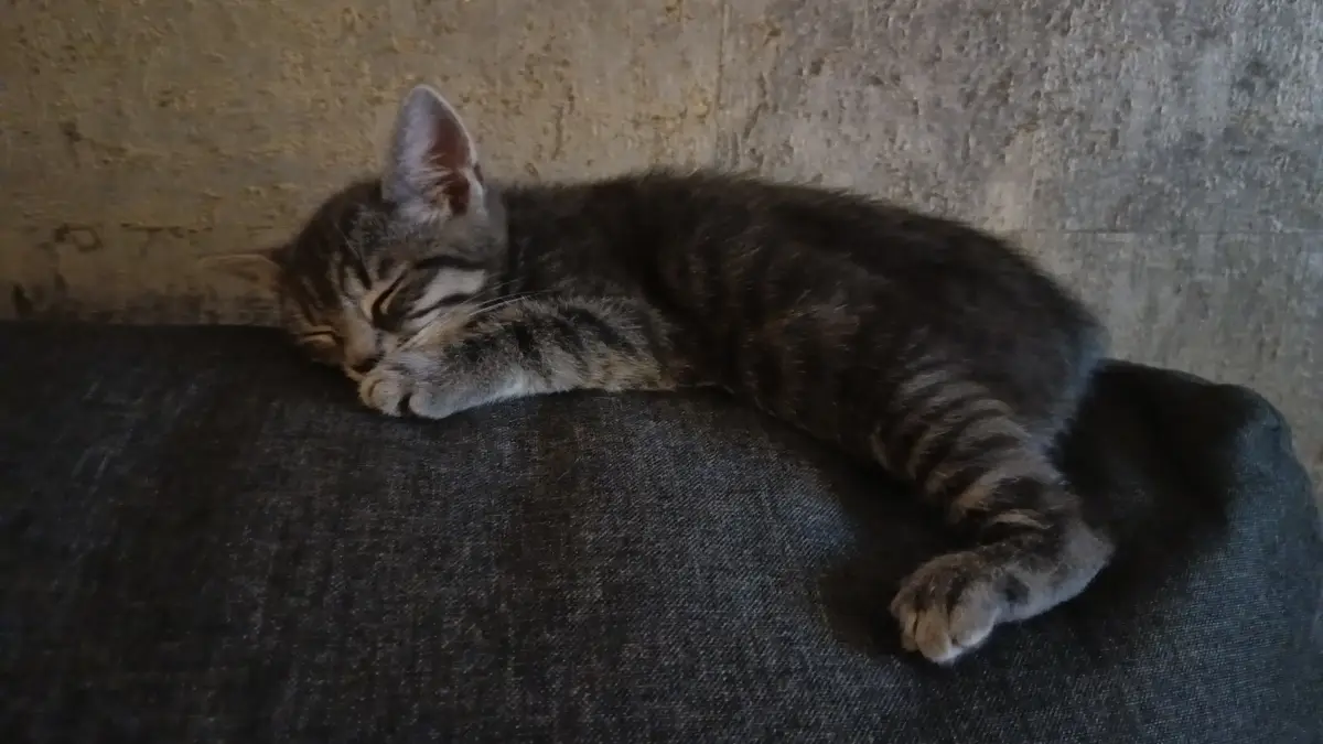 A small tabby kitten is curled up and sleeping soundly on a dark gray fabric surface, with its eyes closed and one paw…