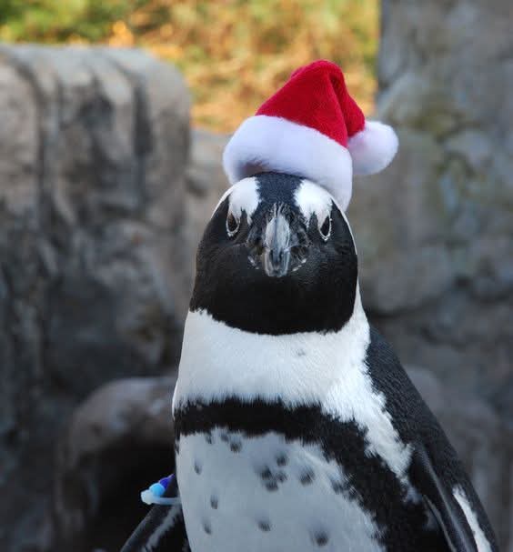 A close-up photograph of a penguin with black and white feathers and a speckled chest, looking directly at the camera with a…
