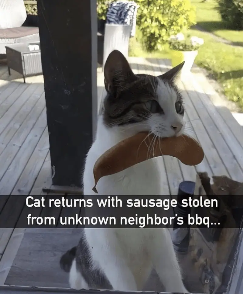 A white and gray cat sits on a wooden deck, holding a sausage in its mouth, looking directly at the camera. The overlaid…