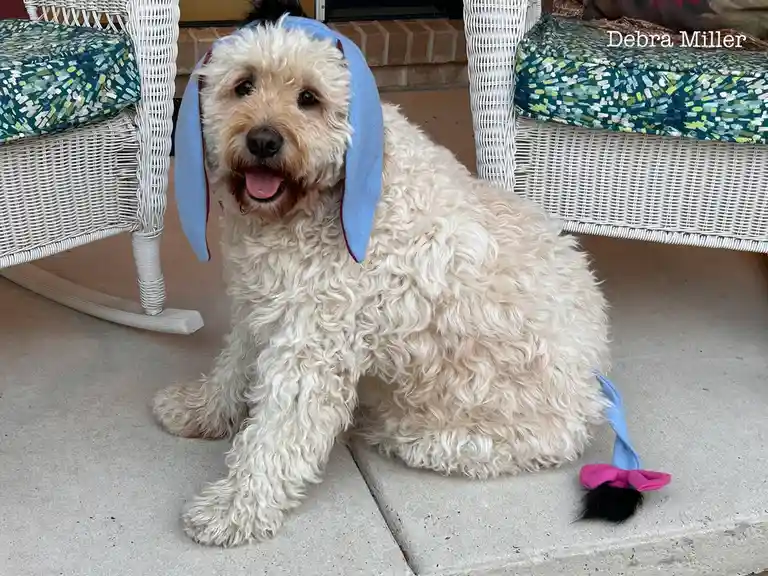 A fluffy, curly-haired dog sits on a concrete patio between two white wicker chairs with patterned cushions, wearing a blue…
