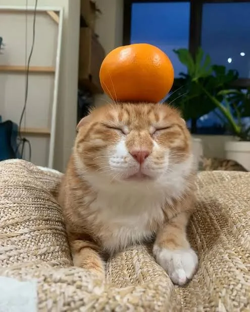 a calm, orange tabby cat with closed eyes sits peacefully on a textured beige blanket, a whole tangerine balanced perfectly…