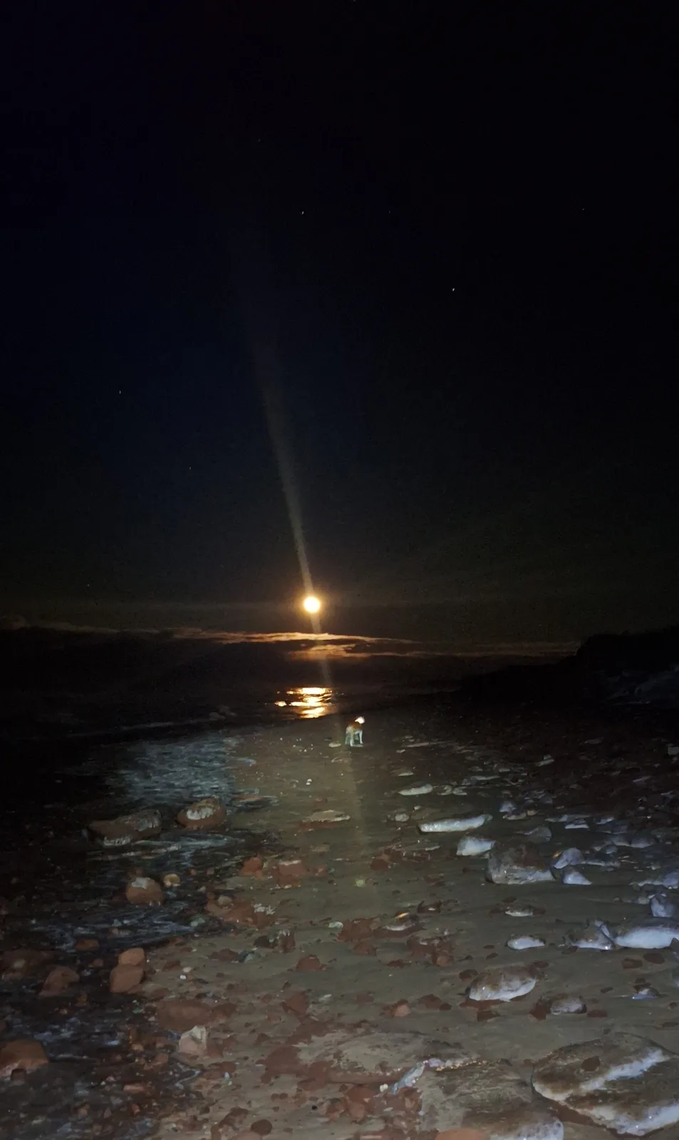 A small dog stands alone on a rocky beach at night, illuminated by a bright moon or streetlight above, with waves lapping at…