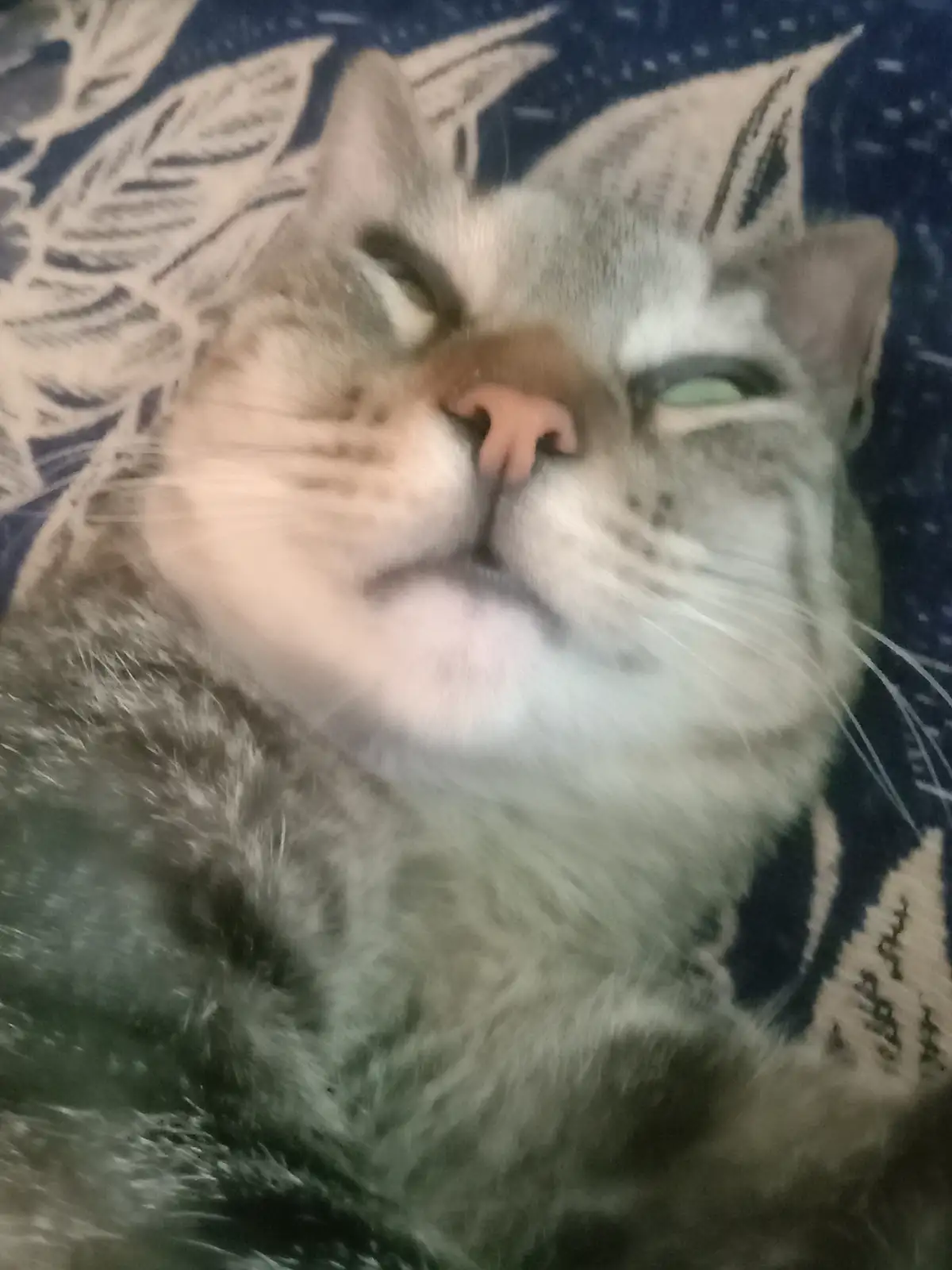 A blurry close-up of a gray and white cat lying on a blue patterned blanket, one eye half-closed and the other fully shut…