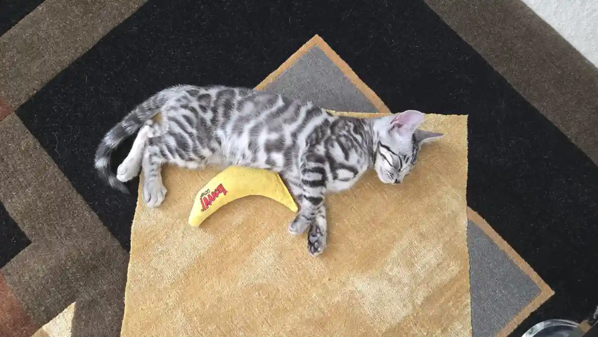 A silver tabby kitten is sleeping soundly on a beige rug, with a yellow 'Kong' banana-shaped cat toy tucked under its body…