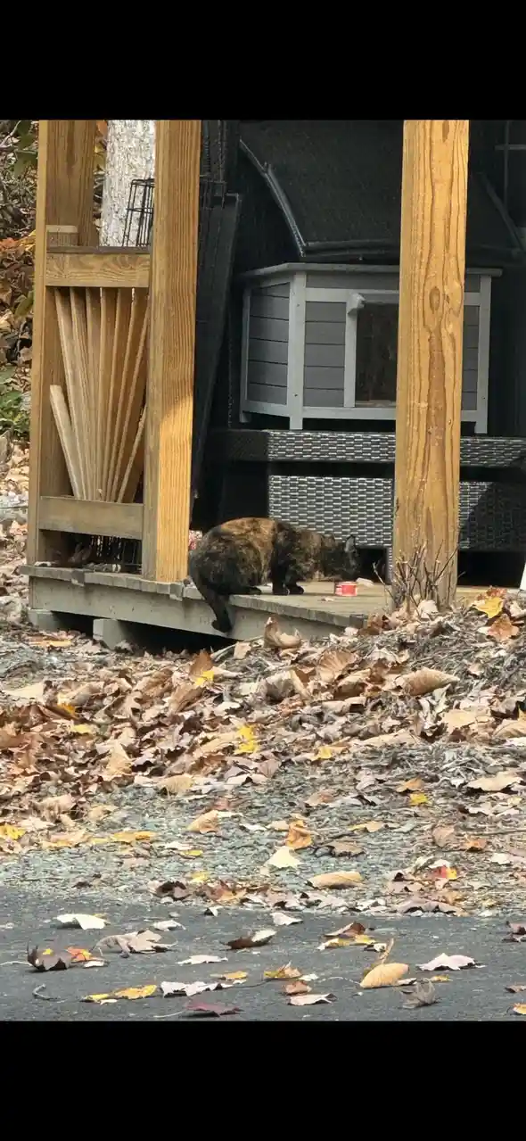 A tortoiseshell cat is seen on a wooden deck, leaning over a small red container while surrounded by fallen autumn leaves…