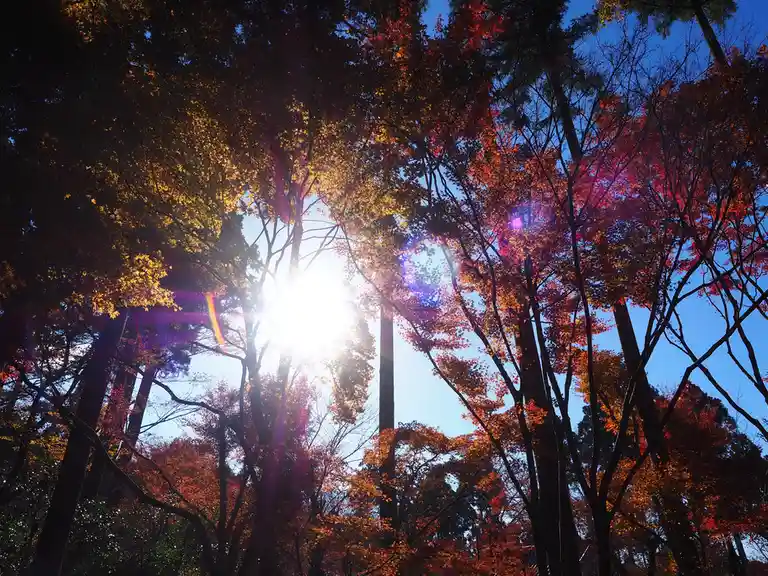 Exploring the Beauty of Sanzen-in, Kyoto
