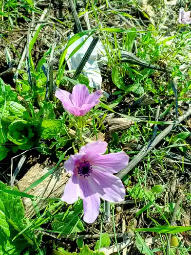 A close-up photo shows two delicate purple flowers growing among green grass and dry twigs, with a crumpled white plastic…