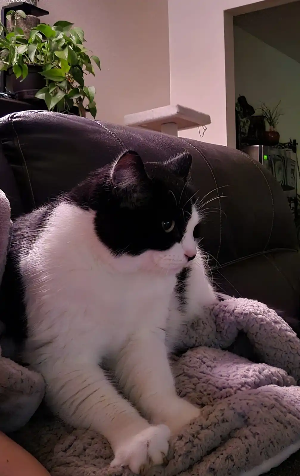 A black and white cat sits on a plush blanket on a dark couch, looking off to the side with a bored expression. In the…