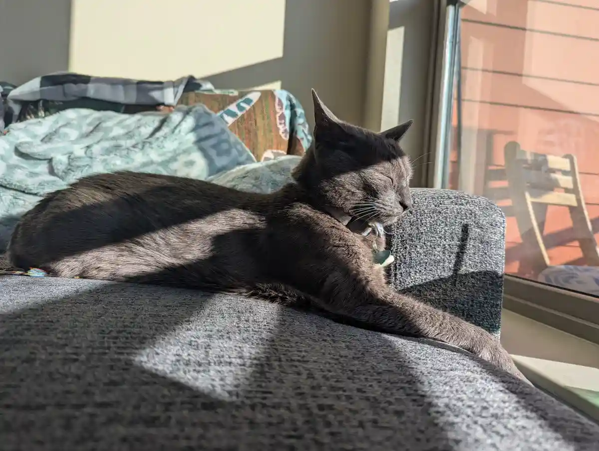 A dark gray cat is lounging on a gray couch near a window, basking in sunlight with its eyes closed. The cat wears a collar…