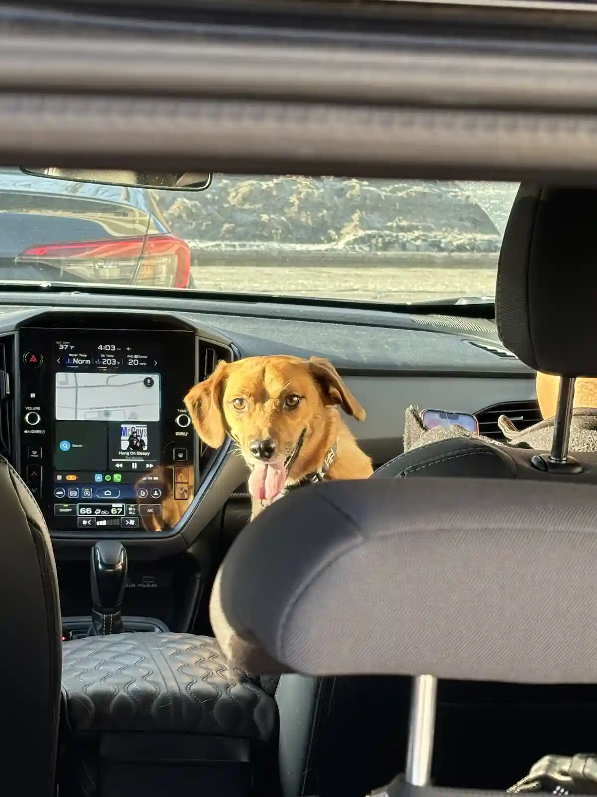 A brown dog with its tongue out sits in the front passenger seat of a car, looking at the camera. The car's dashboard shows…