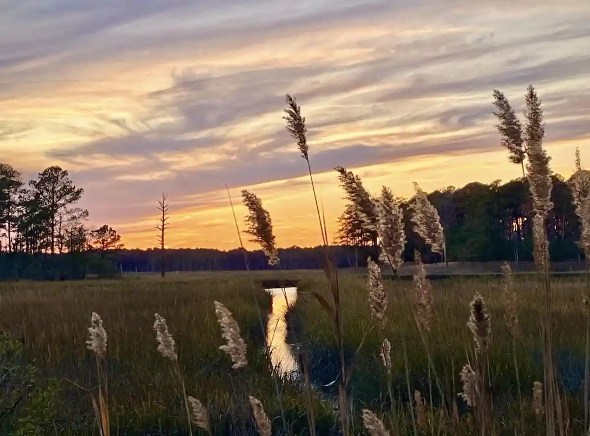 A serene sunset photo of tall grasses and reeds in a marshy field, with a small water channel reflecting the orange and…