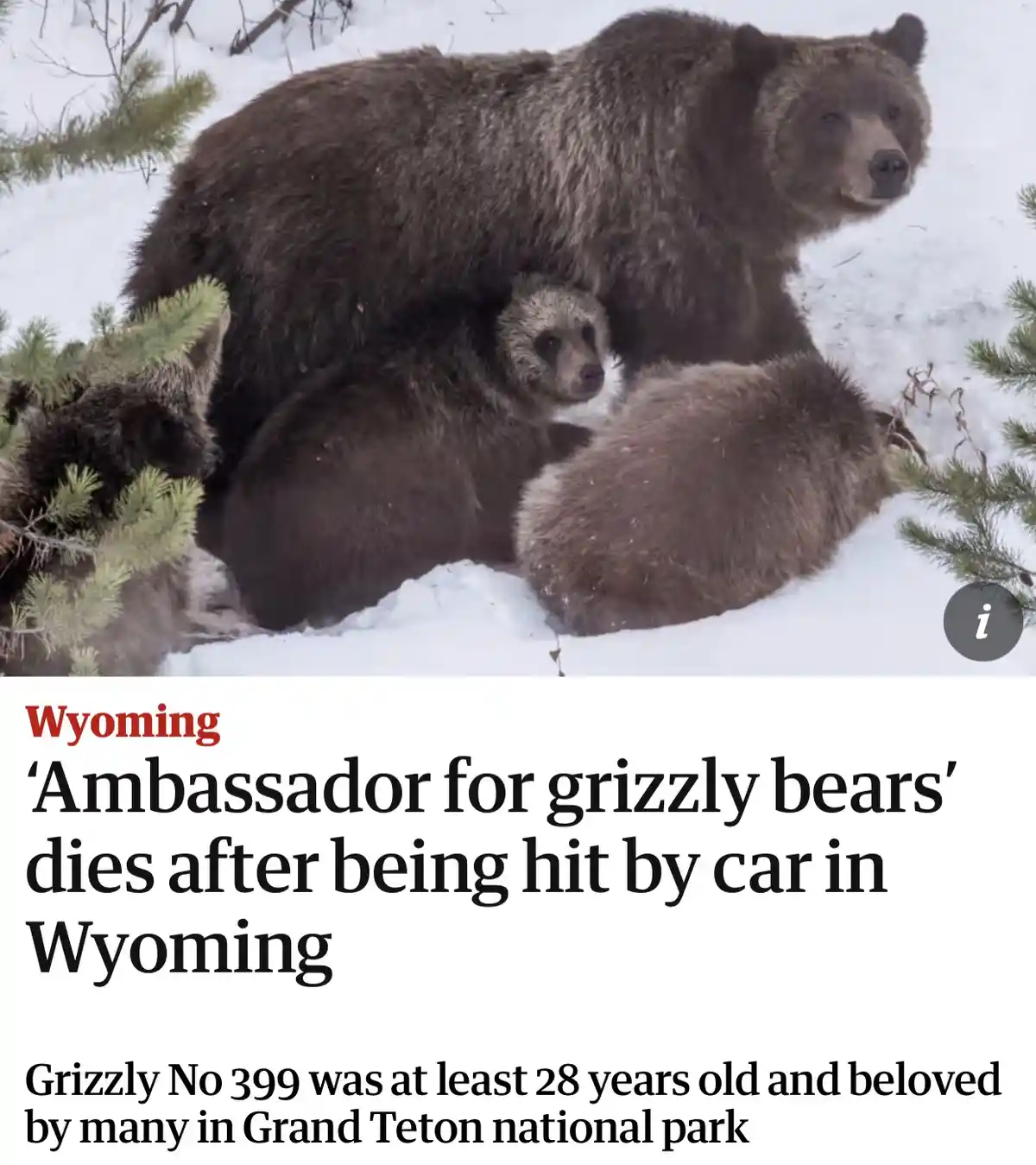 A photograph shows a large adult grizzly bear with several cubs nestled in the snow among pine trees. Below the image is a…