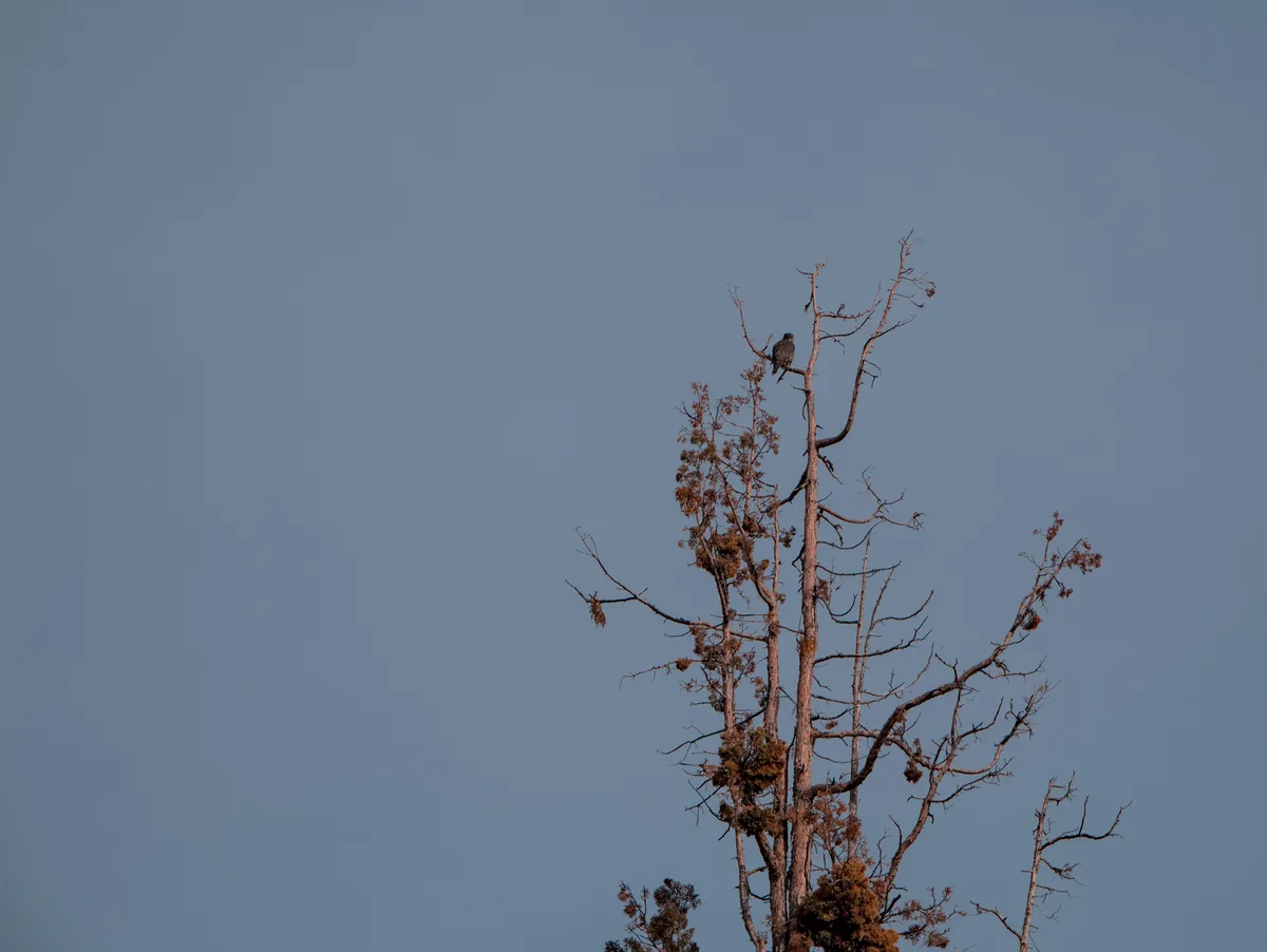 A small dark bird perches atop a bare, dead tree against a clear blue sky. The image has text overlaid that reads 'i'm not…