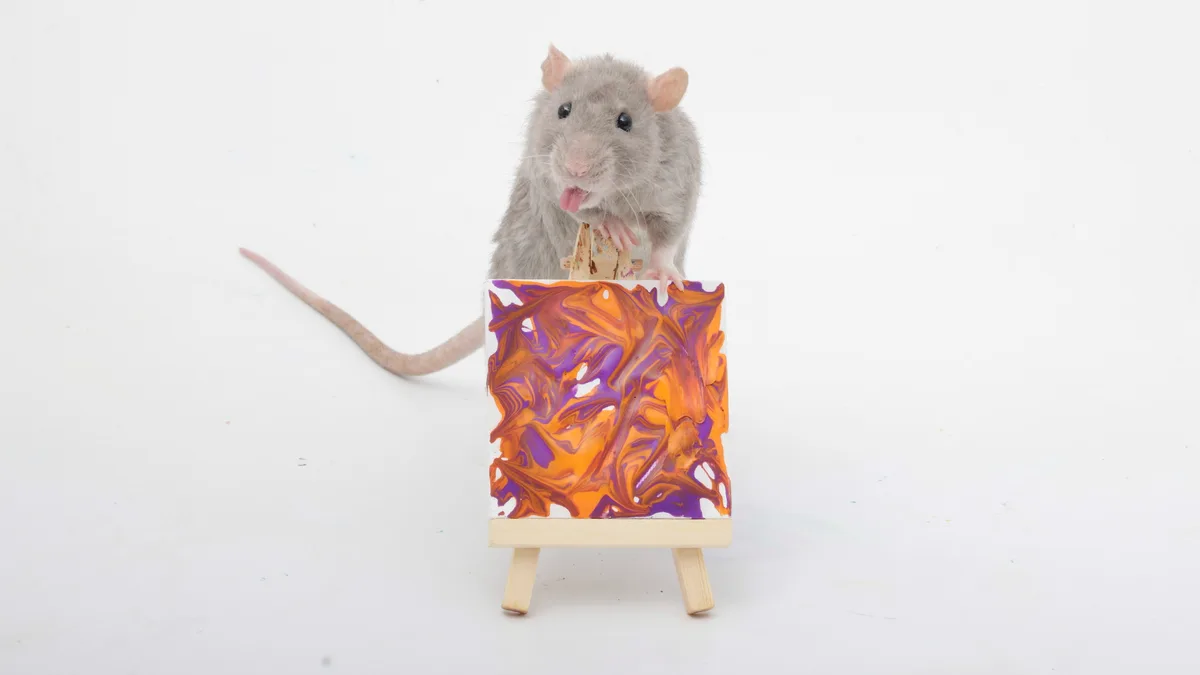 A gray rat stands upright behind a miniature wooden easel, its paws resting on the frame holding a small canvas with…
