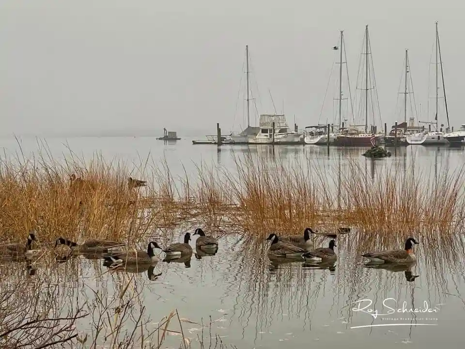The Quirky World of Geese