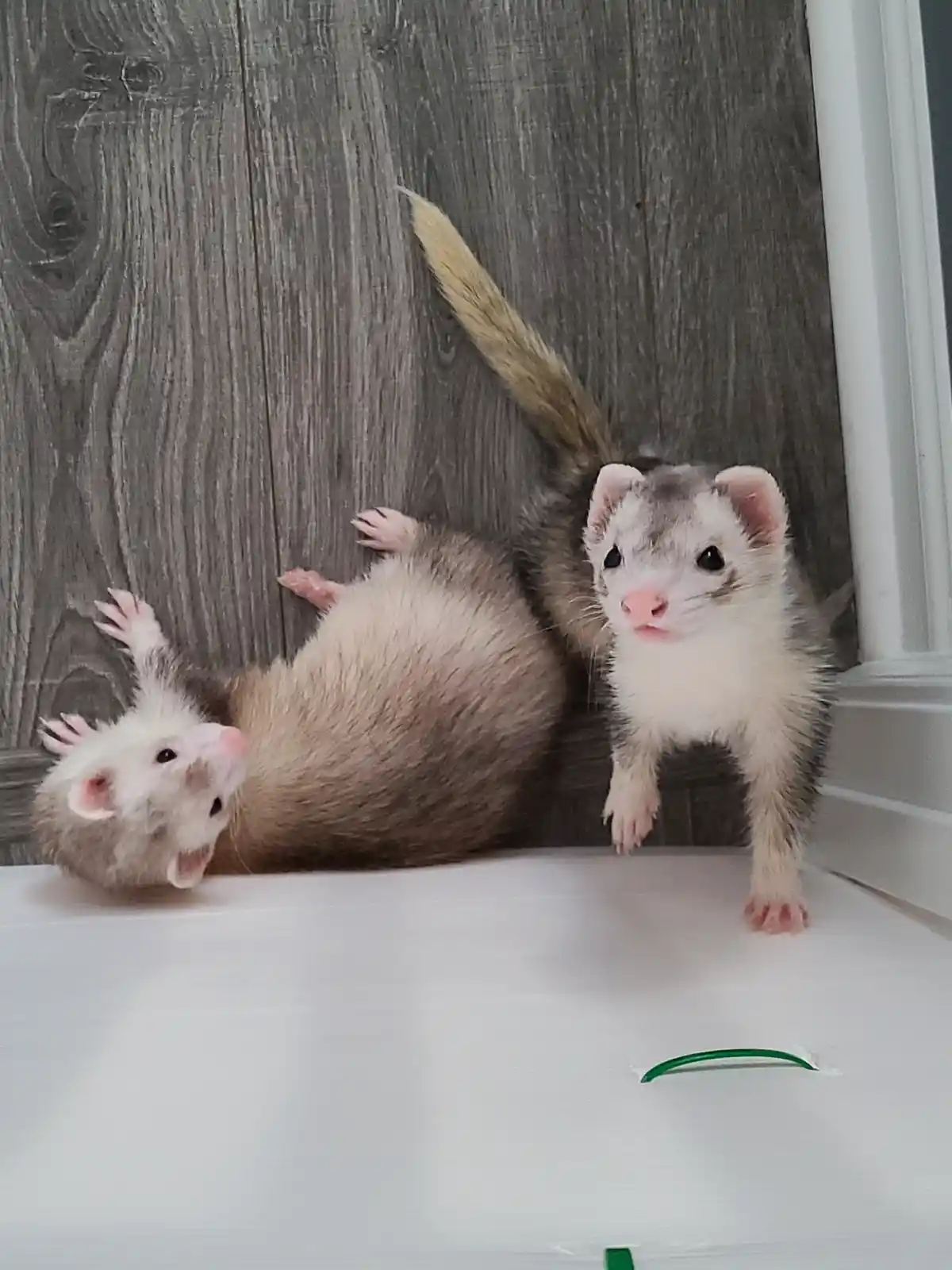 Two ferrets are on a white surface against a gray wood-patterned wall. One ferret is lying on its back with paws up, while…