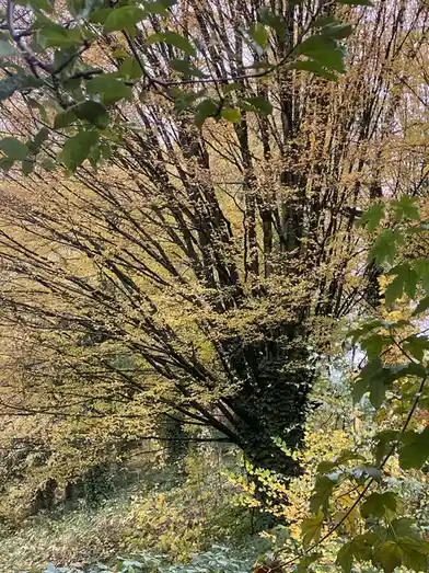 A photo of a tree with yellow and green leaves in autumn, its branches spreading out, partially covered in ivy. The overlaid…