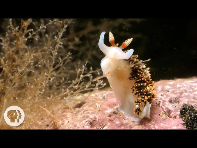 A close-up underwater photo shows a white and orange sea slug with feathery appendages resting on a pinkish rock, surrounded…