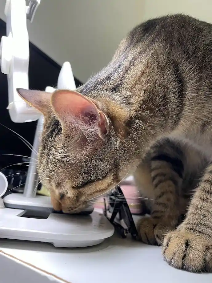 A tabby cat with brown and black stripes is leaning over a white desk lamp, appearing to sniff or lick its base. The cat's…