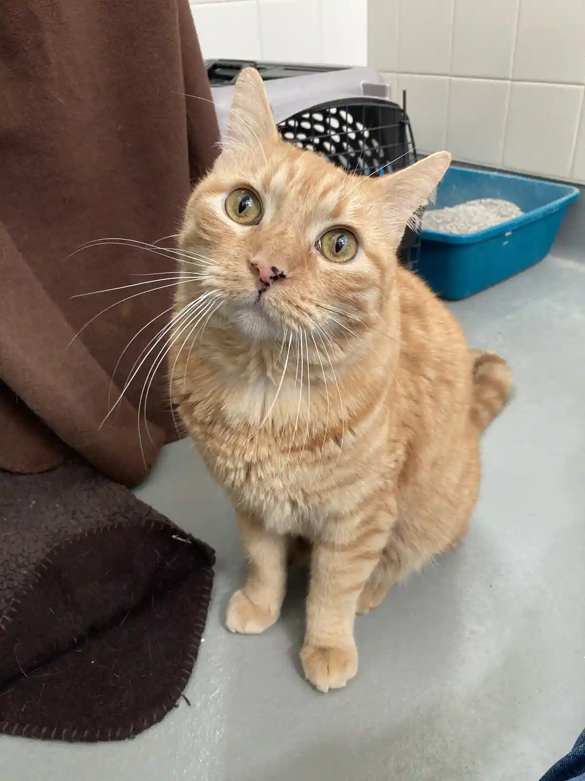 An orange tabby cat with wide, startled eyes and dark specks of litter on its nose sits on a gray floor next to a brown…