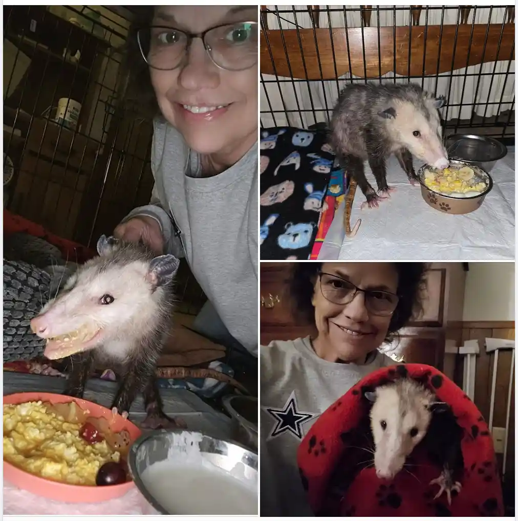 A three-panel collage shows a woman with glasses interacting with her pet opossum in different settings. In the top-right…