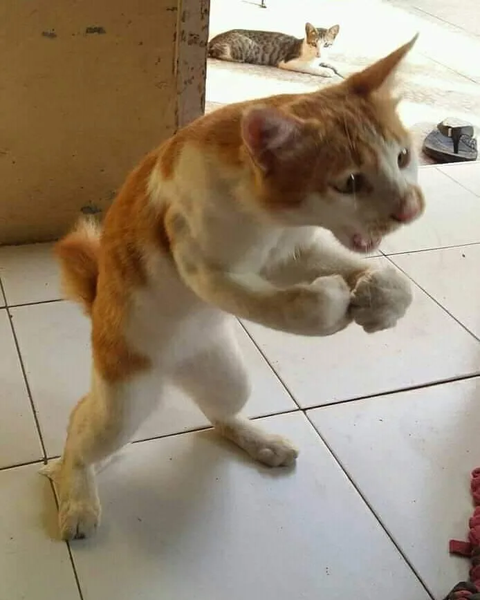 I'm Hungry! Where's My Dinner?