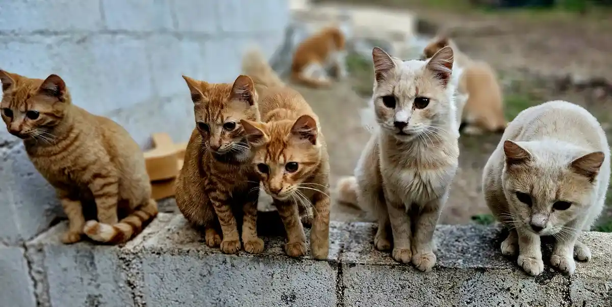 Several cats, mostly orange tabbies and cream-colored, are sitting on a concrete ledge outdoors. Some look directly at the…