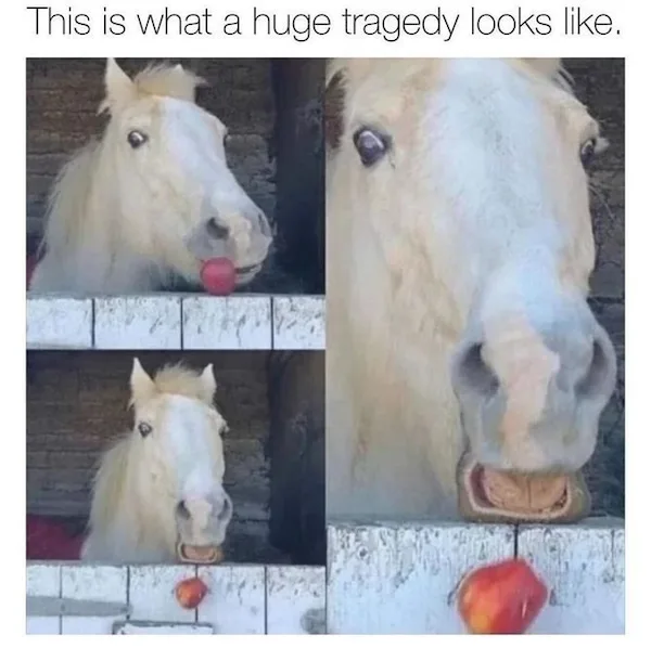 A composite image shows a white horse in a stable, first holding a red apple in its mouth, then dropping it, and finally…