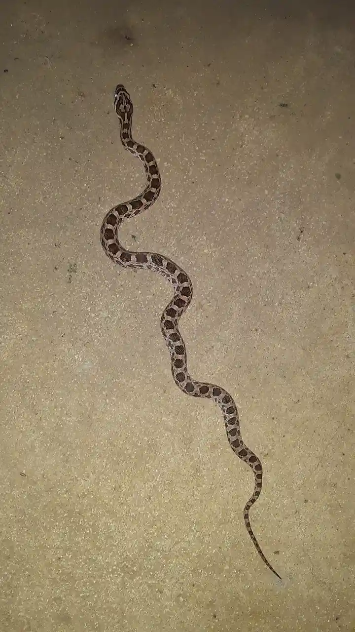 A snake with dark brown and tan patterned scales slithers in a sinuous path across a light-colored, textured concrete or…