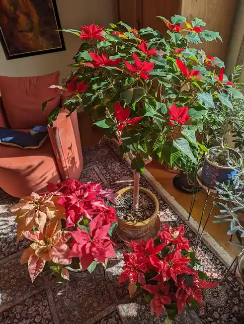 A cozy indoor scene features multiple poinsettia plants in various sizes and colors, including red, pink, and orange…