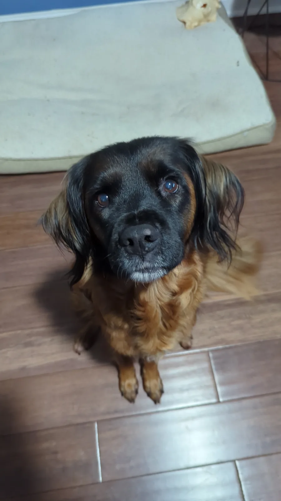 A close-up photo of a dog with black and tan fur, sitting on a wooden floor and looking up with large, expressive eyes…