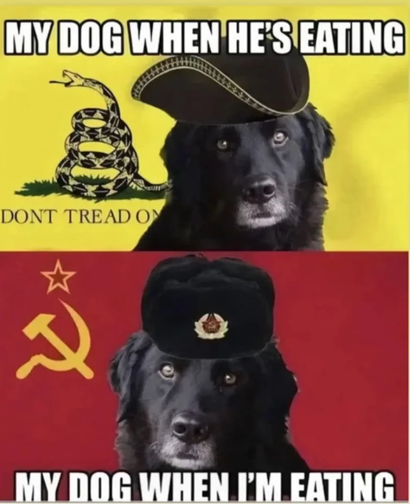 A split image shows a black dog wearing a pirate hat against a yellow background with a coiled rattlesnake and the text…