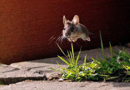 A small brown mouse is captured mid-air, hovering above green grass and a stone surface, with a dark reddish-brown wall…