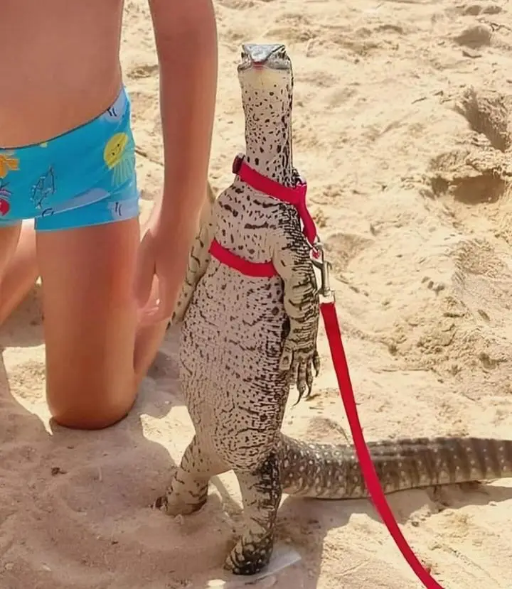 A large spotted lizard stands upright on a sandy beach, wearing a red harness and leash, while a child in blue swim trunks…
