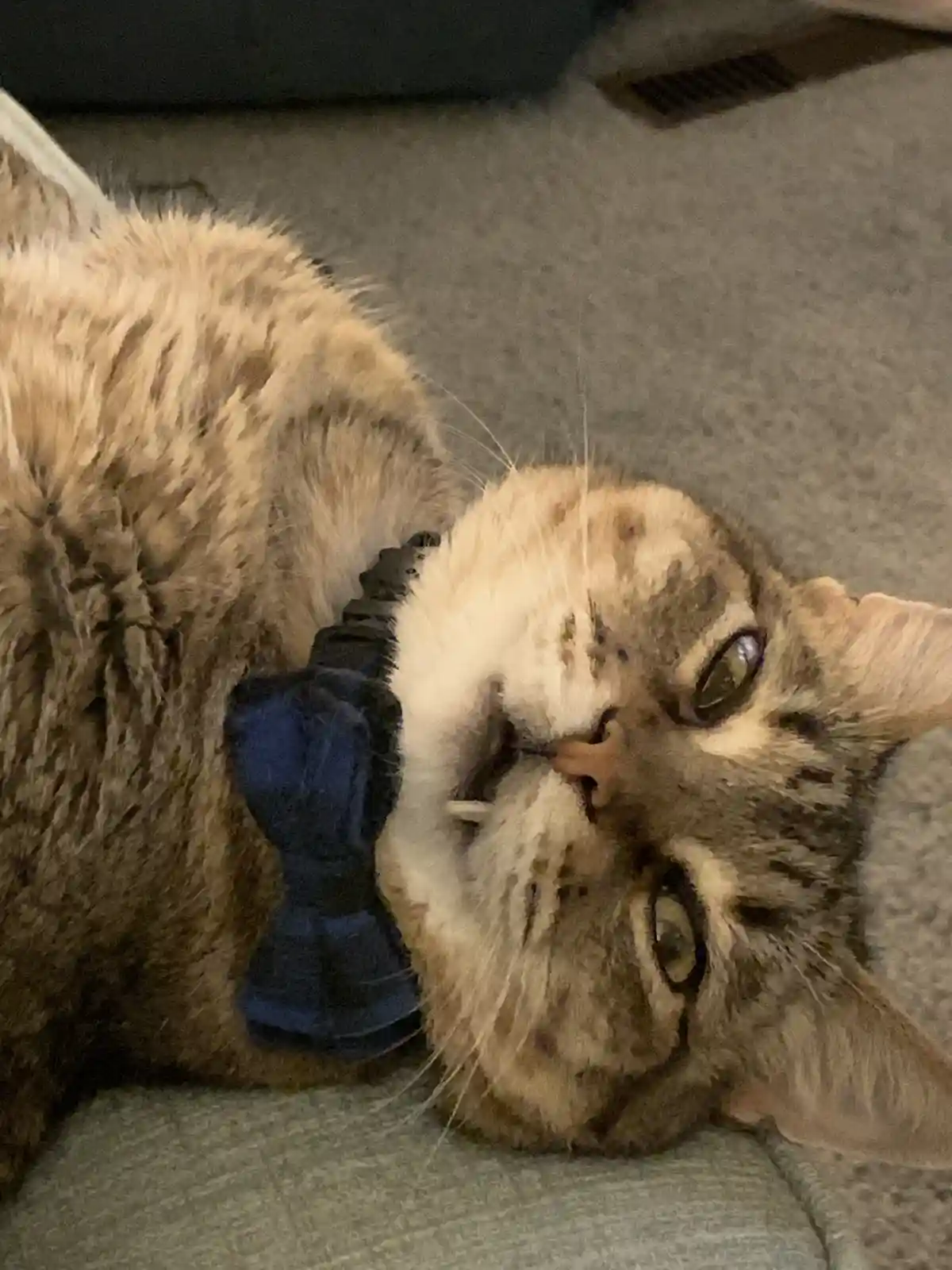 A tabby cat with brown and black markings lies on its back on a gray couch, looking up at the camera with wide eyes. It…