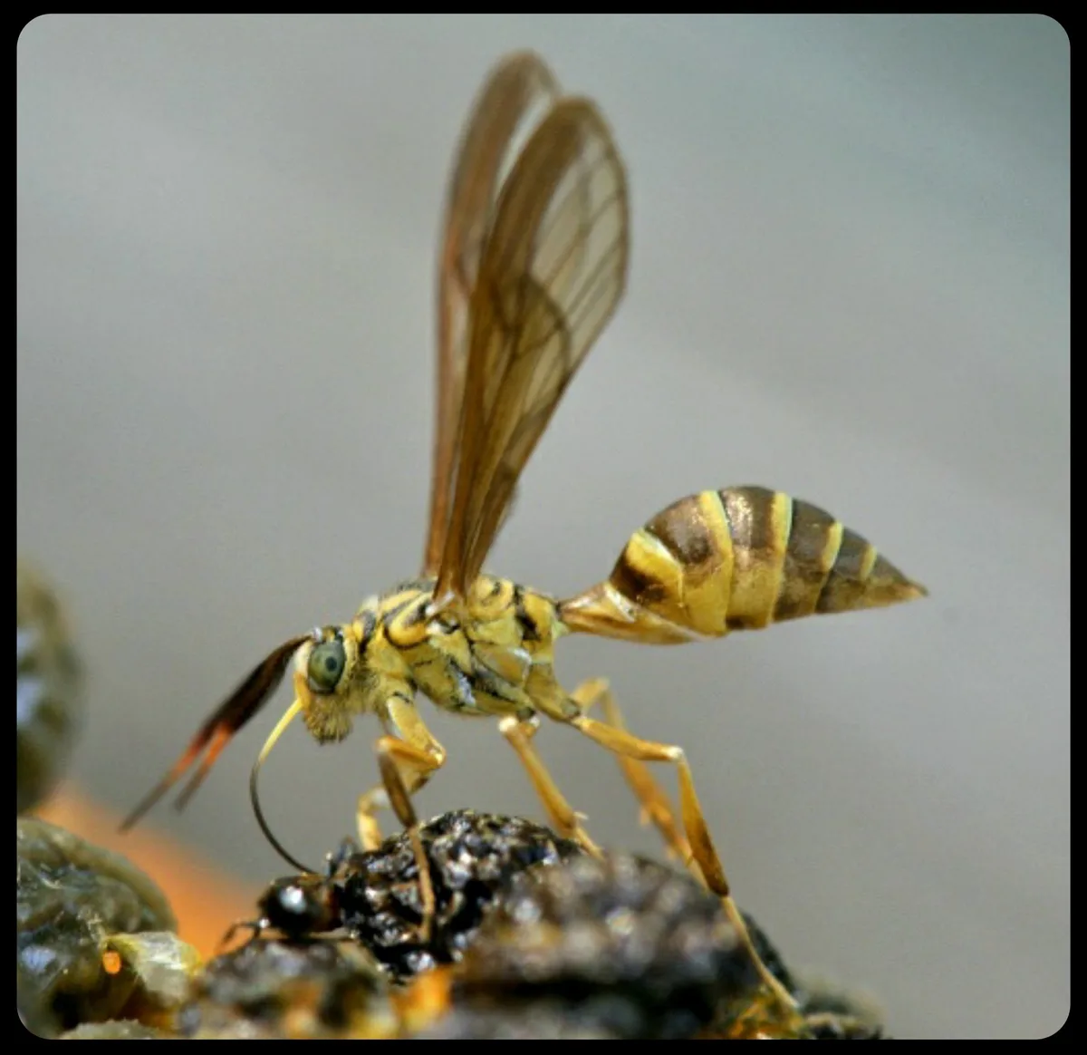 A close-up photo shows a wasp-like insect with yellow and black stripes, transparent wings, and large green eyes, standing…