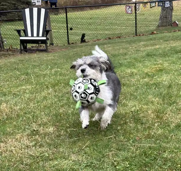 A small, fluffy gray and white dog runs across a grassy yard carrying a black and white soccer ball with green straps and…